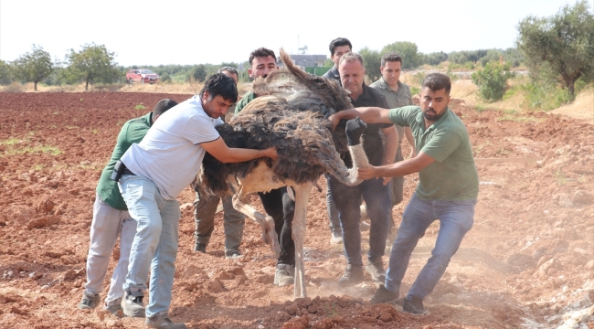Sınırda kuş uçmuyor: Kaçak deve kuşu yakalandı