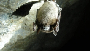 Yarasaların azalması, bebek ölümlerini %8 artırdı