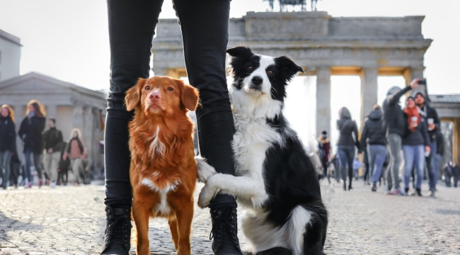 Almanya'da 2023 köpek vergisi geliri 421 milyon €