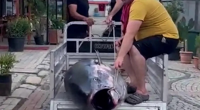 Erdek'te balıkçılar 207 kg'lık orkinos avladı