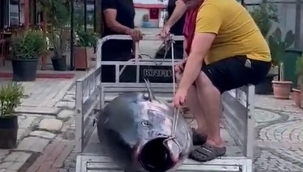 Erdek'te balıkçılar 207 kg'lık orkinos avladı