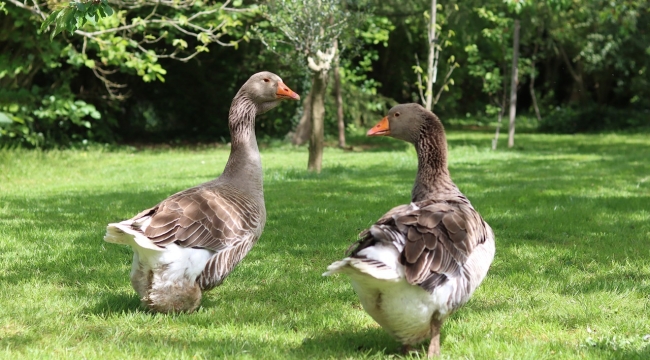 Iğdır'da kaz kavgası cinayetle sonlandı