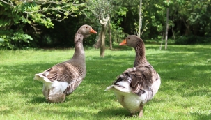 Iğdır'da kaz kavgası cinayetle sonlandı
