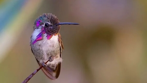 İnsanlar, 130 bin yılda 600 kuş türünü yok etti