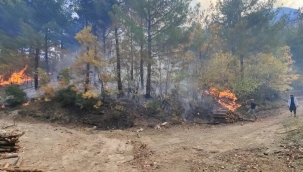 Osmaniye'de orman yangını