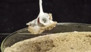 Spiderman'in ağından esinle yapışkan lif üretildi