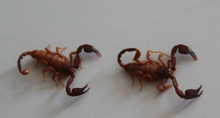 Türk prof. akrep türü keşfetti, eşinin adını verdi