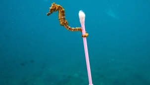 Tuzlu suda kağıttan hızlı çözünen plastik üretildi