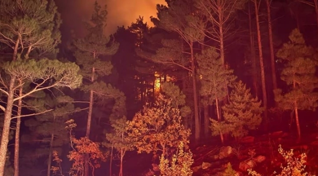 Adana'nın Pozantı ilçesinde orman yangını