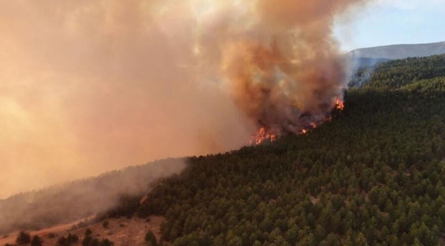 Bursa'nın 2 ilçesinde orman yangını