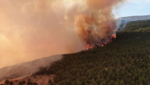 Bursa'nın 2 ilçesinde orman yangını 