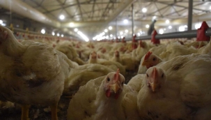 Eskişehir'de çiftlikte kuş gribi tespit edildi