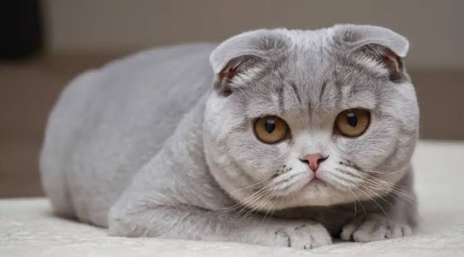 Hollanda'da "Scottish Fold" kedi satışına yasak