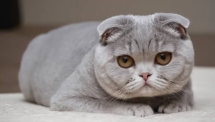 Hollanda'da "Scottish Fold" kedi satışına yasak