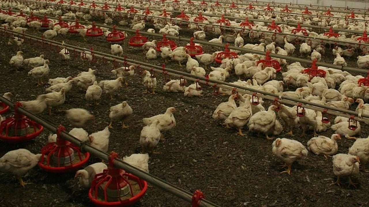 Konya'da çiftlikte kuş gribi tespit edildi