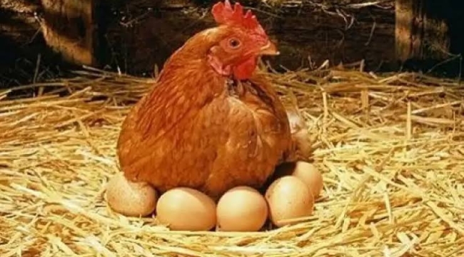 Yumurtalar tavuklardan önce ortaya çıkmış!