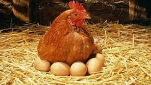 Yumurtalar tavuklardan önce ortaya çıkmış!