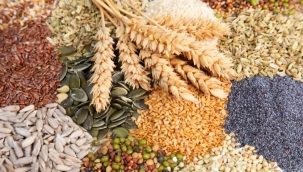  Çin'in hububat hasadı 2024'te 706,5 milyon ton