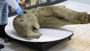 Rusya'da 50 bin yıllık yavru mamut fosili bulundu