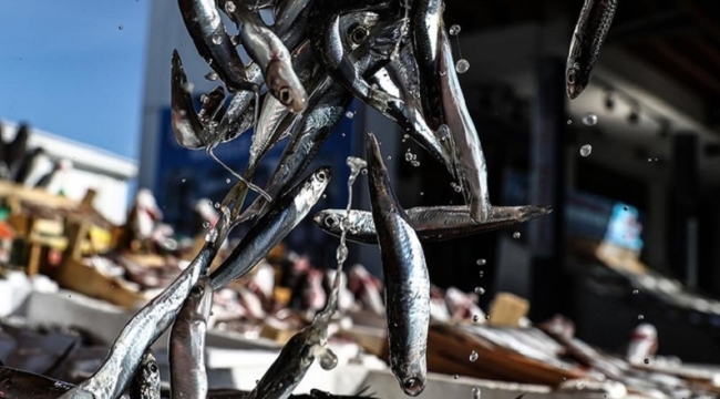 Türkiye'nin 11 aylık hamsi ihracatı 13,5 milyon $