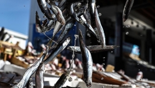 Türkiye'nin 11 aylık hamsi ihracatı 13,5 milyon $