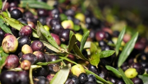 2024'te 60 milyon dolarlık zeytin ihraç edildi