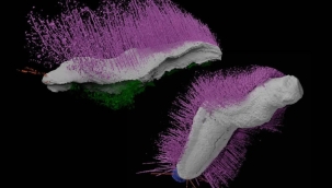 430 milyon yıllık iki yumuşakça fosili keşfedildi