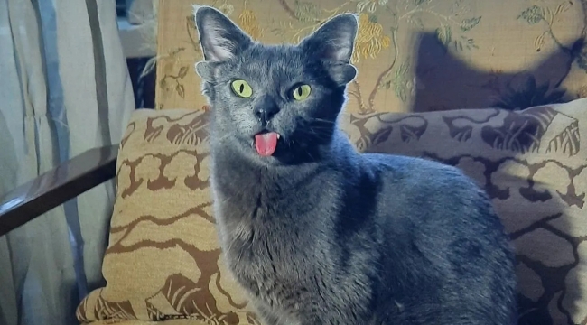 Dört kulaklı kedi Midas ilgi odağı oldu