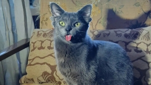 Dört kulaklı kedi Midas ilgi odağı oldu