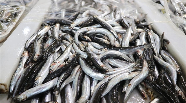 DKİB: "Türkiye'nin Ocak'ta hamsi ihracatı 416 ton"