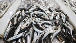 DKİB: "Türkiye'nin Ocak'ta hamsi ihracatı 416 ton"