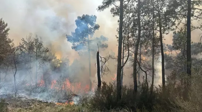 Antalya'nın Kemer ilçesinde orman yangını