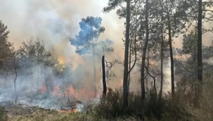 Antalya'nın Kemer ilçesinde orman yangını