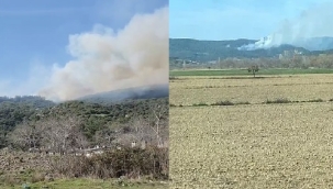 Çanakkale'nin Gelibolu ilçesinde orman yangını