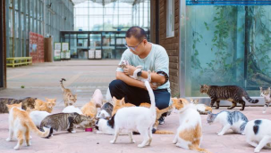 İlk evcil kediler, Çin'e İpek Yolu'yla götürülmüş