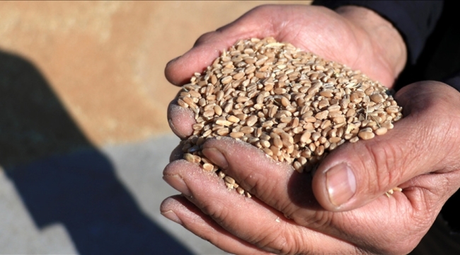 TR'nin tohum ihracatı 2024'te 338 milyon $'a ulaştı