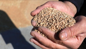 TR'nin tohum ihracatı 2024'te 338 milyon $'a ulaştı