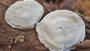 Bilinen en acı madde keşfedildi: Oligoporin D