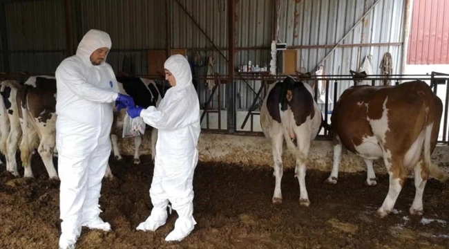 Çanakkale'de şap hastalığı nedeniyle karantina
