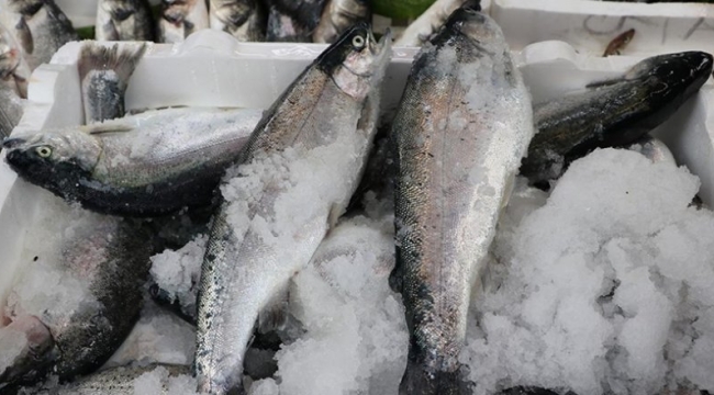 DKİB: "İlk çeyrekte somon ihracatı 11,8 bin ton" 