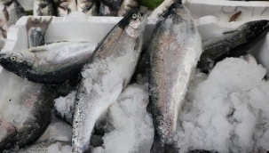 DKİB: "İlk çeyrekte somon ihracatı 11,8 bin ton" 