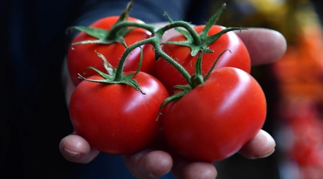 GAİB: "2024'te domates ihracatı 426,76 milyon $"