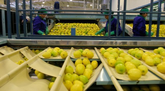 Ticaret Bakanlığı limon ihracatını durdurdu