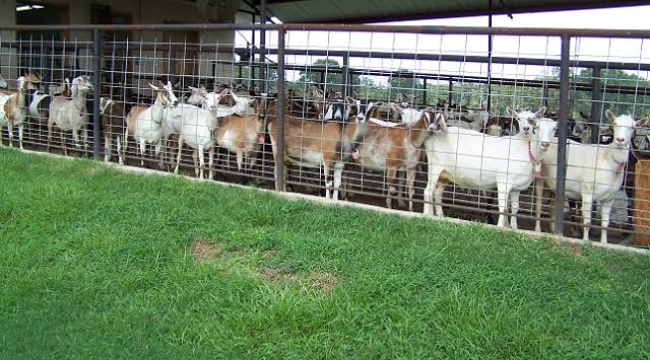 Tunceli'de şap hastalığı: 11 köy karantina'da