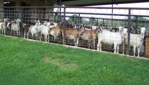 Tunceli'de şap hastalığı: 11 köy karantina'da