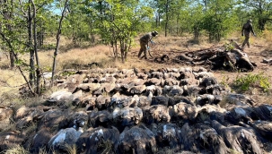 G. Afrika: Zehirlenen filin leşinden 123 akbaba öldü