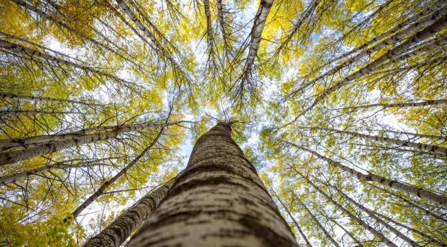 Ankara'da ormanlık alanlara girişler yasaklandı
