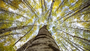 Ankara'da ormanlık alanlara girişler yasaklandı