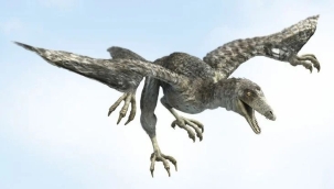 Arkeopteriks dinozorunun uçabildiği keşfedildi