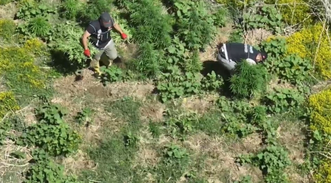 Diyarbakır'da 1.220 kök kenevir ele geçirildi